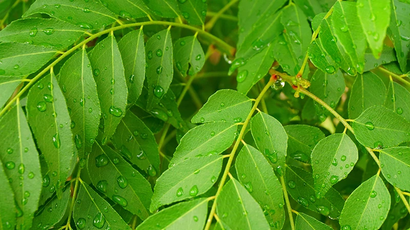 Curry Leaf