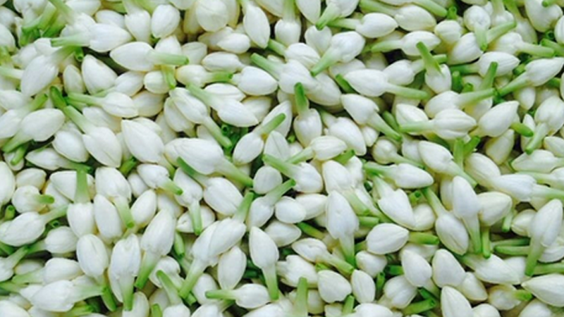  jasmine
